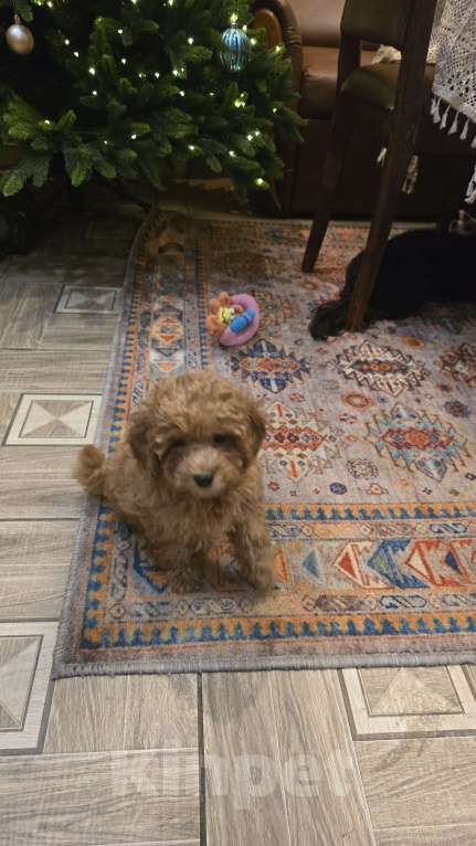 Собаки в Можайске: Продажа замечательных щенков Мальчик, 55 000 руб. - фото 1