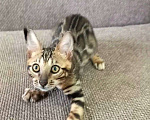 Кошки в Москве: Бенгальский мальчик Мальчик, 30 000 руб. - фото 3