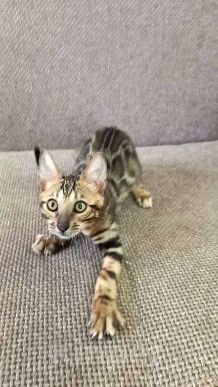 Кошки в Москве: Бенгальский мальчик Мальчик, 30 000 руб. - фото 3