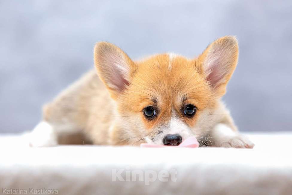 Собаки в Москве: Щенки вельш корги пемброк Девочка, 55 000 руб. - фото 4