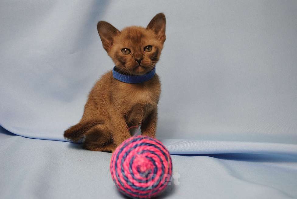 Кошки в Москве: Бурманские котята Девочка, 60 000 руб. - фото 6