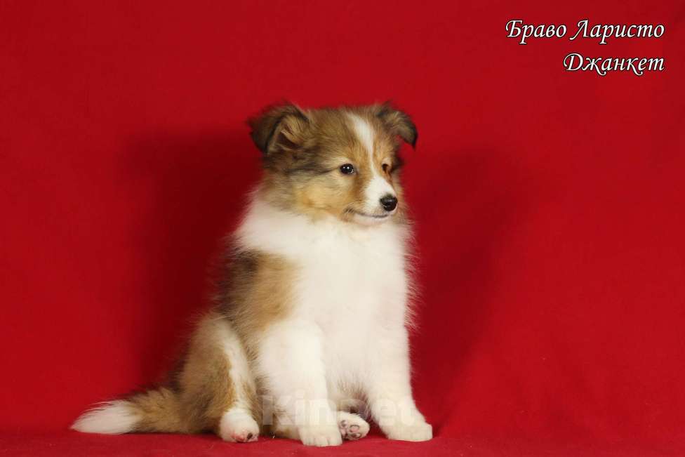 Собаки в Рязани: Щенки шелти Мальчик, 100 000 руб. - фото 1