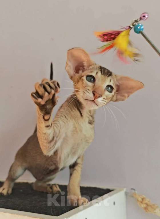 Кошки в Петрозаводске: Герман Мальчик, 130 000 руб. - фото 1