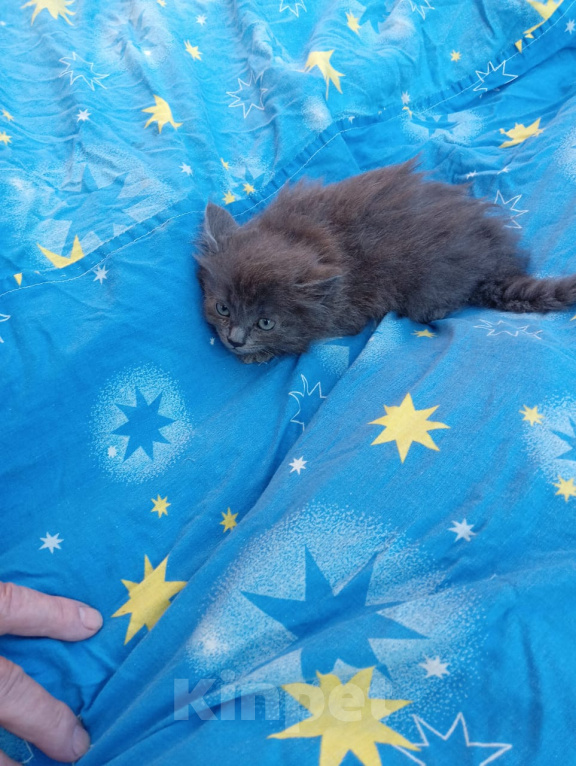 Кошки в Калуге: Котенок Девочка, Бесплатно - фото 2
