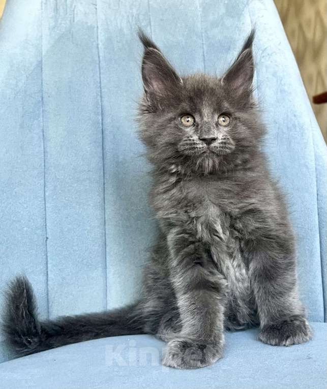 Кошки в Санкт-Петербурге: Мальчик Кумир Мальчик, 90 000 руб. - фото 5