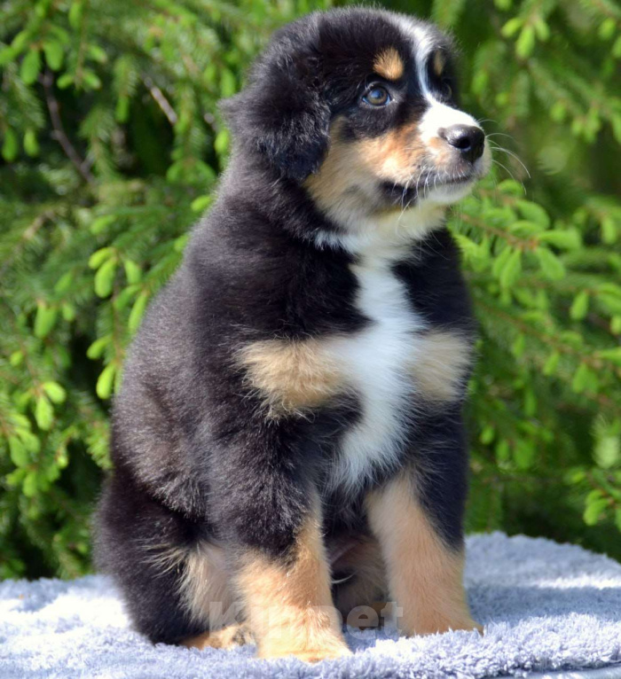 Собаки в Москве: Щенки Миниатюрная Американская овчарка  Мальчик, 130 000 руб. - фото 3