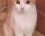 Кошки в Москве: Беленькая с рыжим анатолийская кошечка Девочка, Бесплатно - фото 2