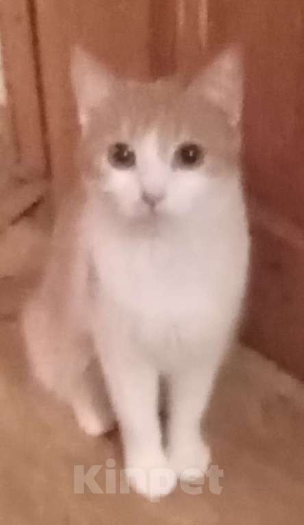 Кошки в Москве: Беленькая с рыжим анатолийская кошечка Девочка, Бесплатно - фото 2