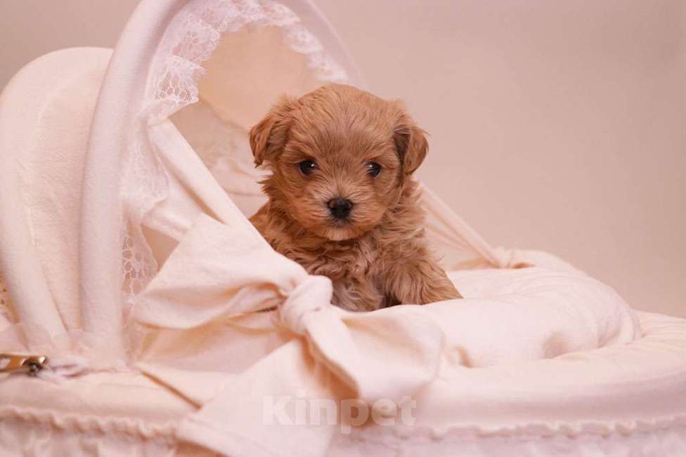 Собаки в Москве: Мальтипу мальчик стандарт  Мальчик, 120 000 руб. - фото 3