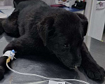 Собаки в Москве: Щенок, 4 мес Мальчик, Бесплатно - фото 4