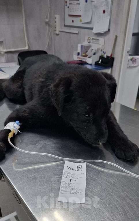 Собаки в Москве: Щенок, 4 мес Мальчик, Бесплатно - фото 4