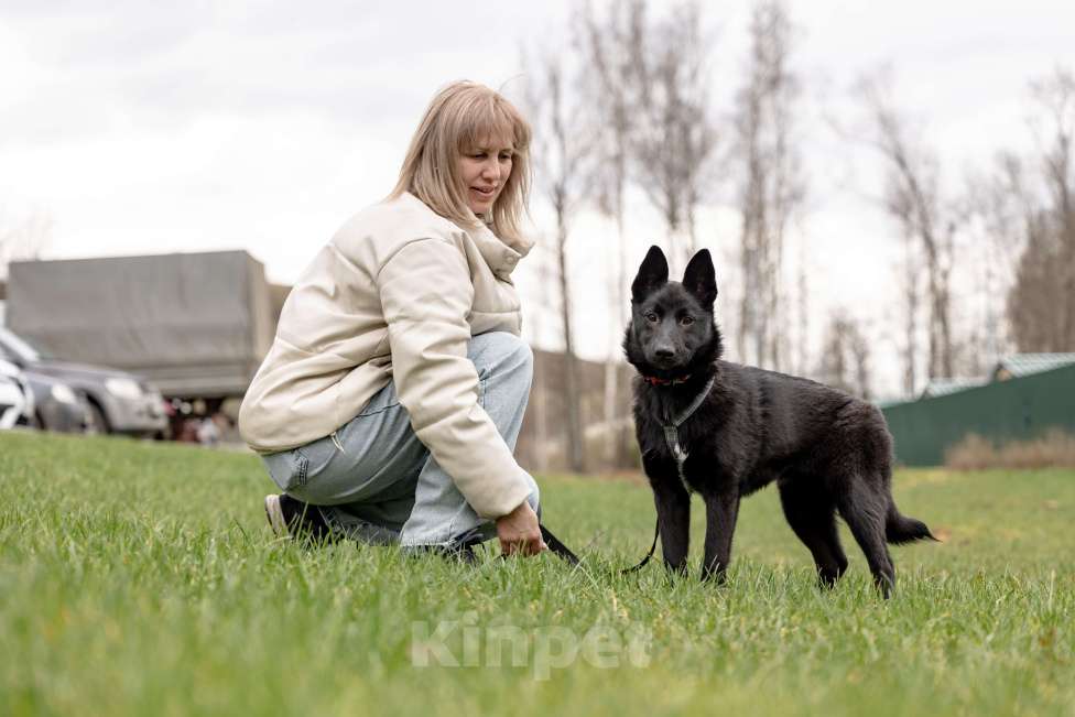 Собаки в Москве: Мята щенок девочка ищет дом Девочка, Бесплатно - фото 5