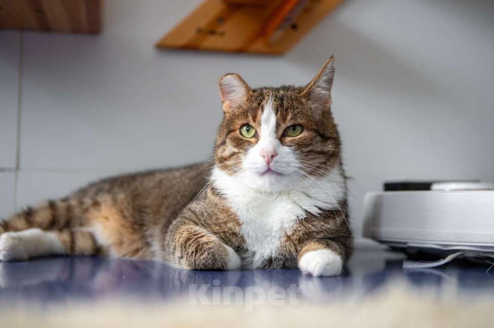 Кошки в Москве: Кот Филя в добрые руки Мальчик, Бесплатно - фото 7