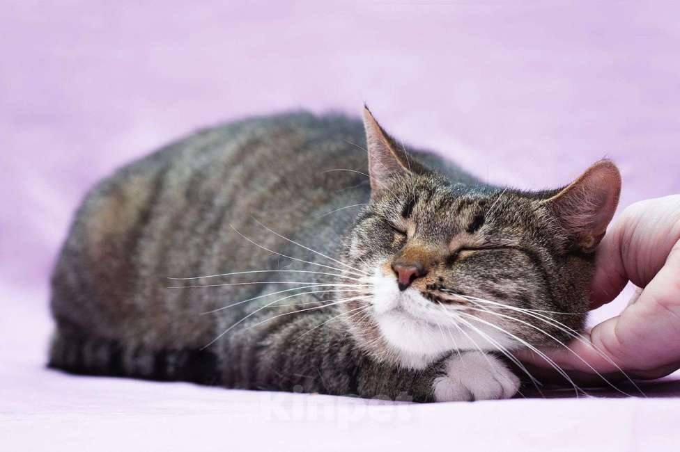 Кошки в Москве: Спокойная зеленоглазая дива Лада в добрые руки Девочка, Бесплатно - фото 2