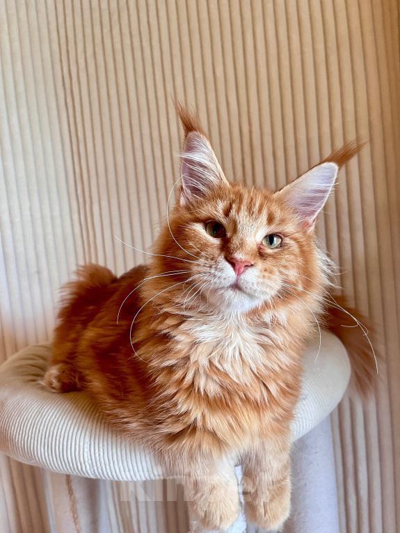 Кошки в Ярославле: Котенок Мейн Кун Девочка, 50 000 руб. - фото 1