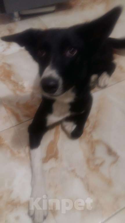 Собаки в Ростове-на-Дону: Собака девочка ищет свой дом Девочка, Бесплатно - фото 1