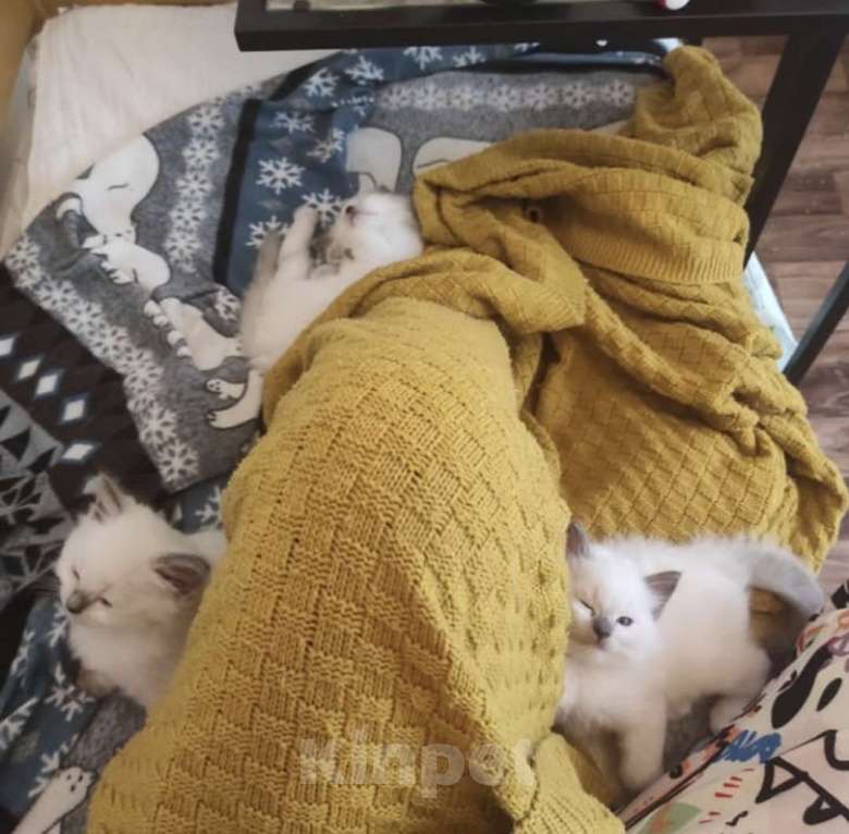 Кошки в Владимире: Рэгдолл  Девочка, 80 000 руб. - фото 1