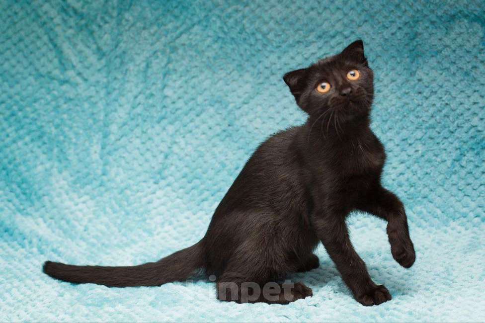 Кошки в Москве: Котенок Марио Мальчик, Бесплатно - фото 2