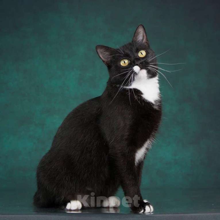 Кошки в Москве: Ищет дом молодая кошечка Мей Девочка, 1 руб. - фото 2