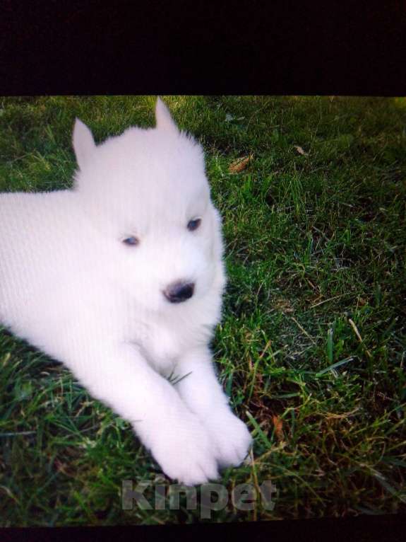 Собаки в Череповце: Продам щенков Сибирской хаски Мальчик, 25 000 руб. - фото 2