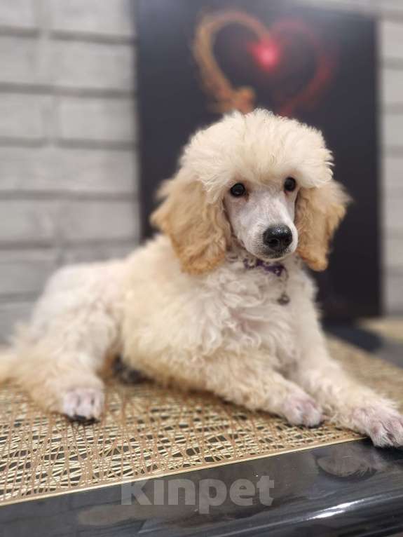 Собаки в Санкт-Петербурге: Девочка среднего пуделя,белого окраса Девочка, 150 руб. - фото 6