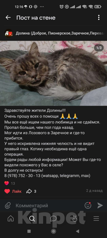 Кошки в Симферополе: Потерялся любимый котик! Мальчик, 20 000 руб. - фото 1