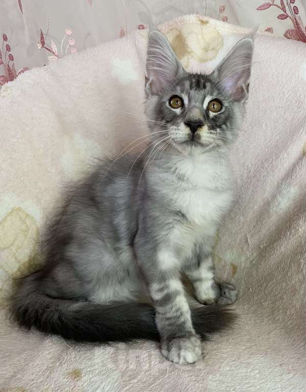 Кошки в Дмитрове: Черный серебристый мраморный мальчик мейн кун Камелот Мальчик, 30 000 руб. - фото 4