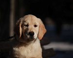 Собаки в Москве: Золотистый ретривер  Мальчик, 90 000 руб. - фото 1