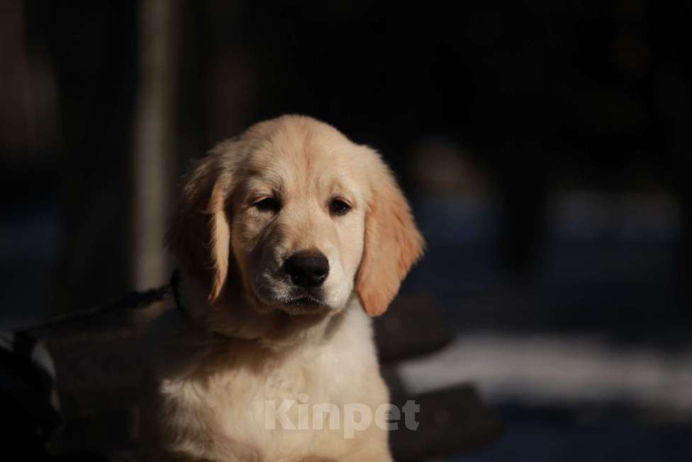 Собаки в Москве: Золотистый ретривер  Мальчик, 90 000 руб. - фото 1