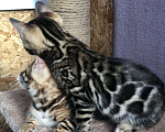 Кошки в Барнауле: Бенгальские котята Девочка, 20 000 руб. - фото 1