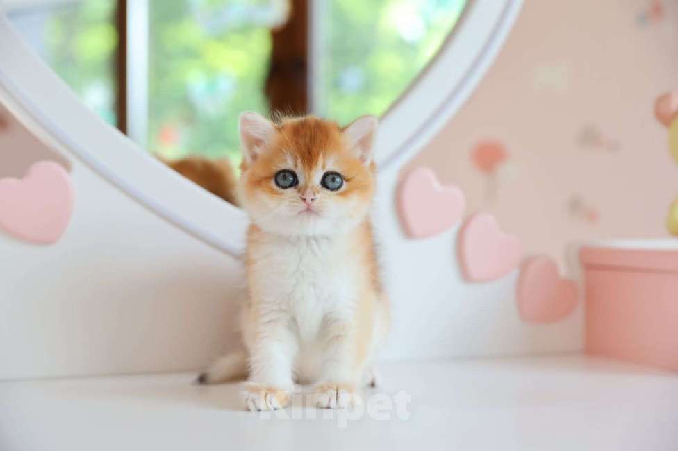 Кошки в Новосибирске: Pepita ny12 Девочка, 150 000 руб. - фото 3