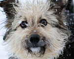 Собаки в Москве: Маленький пёсик в дар Мальчик, Бесплатно - фото 7