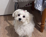 Собаки в Москве: Мальтезе щенок девочка Девочка, 65 000 руб. - фото 2