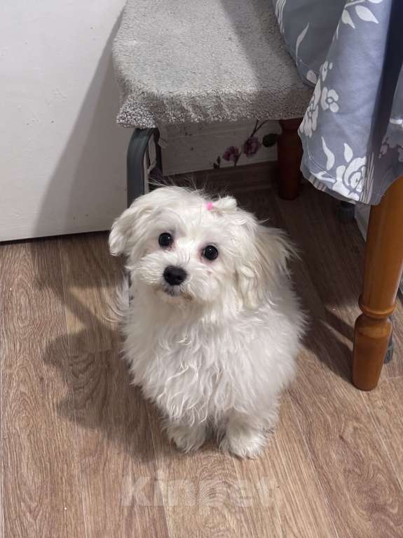 Собаки в Москве: Мальтезе щенок девочка Девочка, 65 000 руб. - фото 2