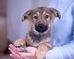 Собаки в Ногинске: Коко - щенок в поисках дома Девочка, Бесплатно - фото 3