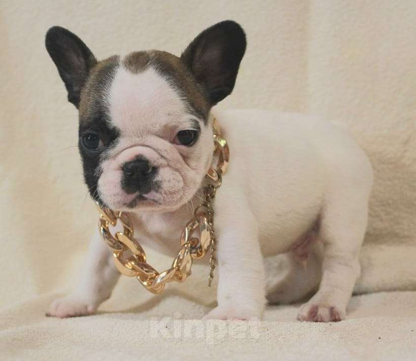 Собаки в Москве: Щенок француз Мальчик, 130 000 руб. - фото 3