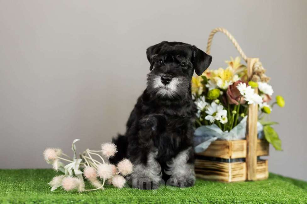 Собаки в Нижнем Новгороде: Продаются щенки цвергшнауцера черный с серебром  Мальчик, 55 000 руб. - фото 3