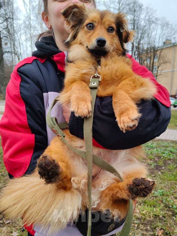 Собаки в Санкт-Петербурге: Маленькая собачка в добрые руки Девочка, Бесплатно - фото 9
