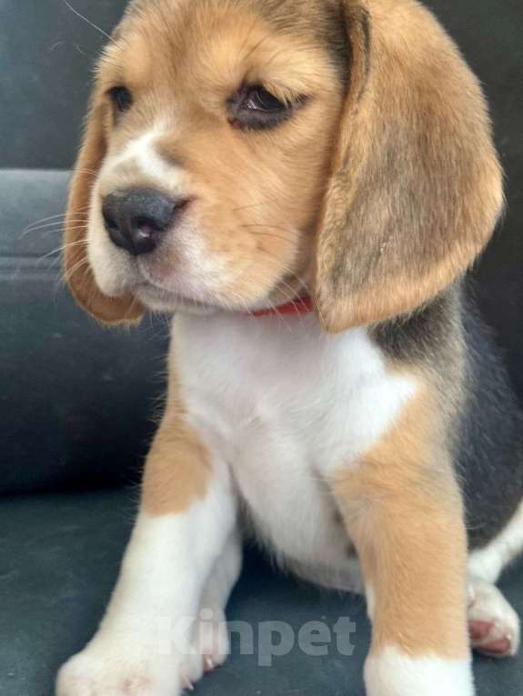 Собаки в Челябинске: Щенки бигля от Чемпионов РКФ бигле родителей Девочка, Бесплатно - фото 6