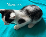 Кошки в Санкт-Петербурге: Котенок мальчик Мальчик, Бесплатно - фото 1