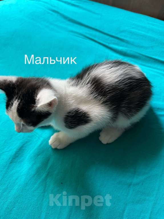Кошки в Санкт-Петербурге: Котенок мальчик Мальчик, Бесплатно - фото 1