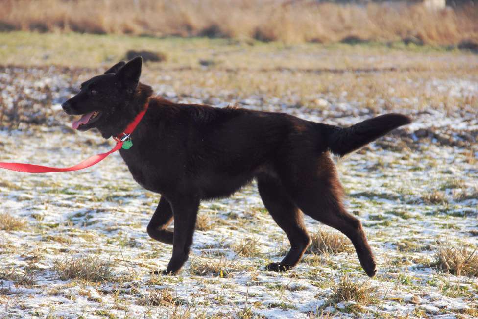 Собаки в Москве: Васса Девочка, Бесплатно - фото 2