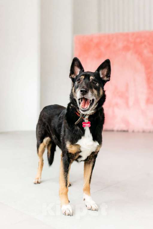 Собаки в Москве: Вега — нежная душа, которая всю свою жизнь провела в приюте Девочка, Бесплатно - фото 6