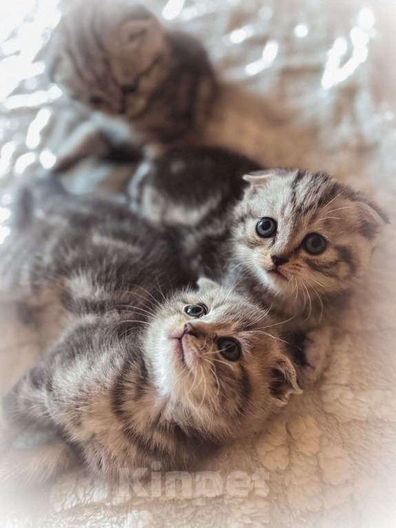 Кошки в Москве: Шотландский вислоухий котенок мальчик Мальчик, 29 000 руб. - фото 3