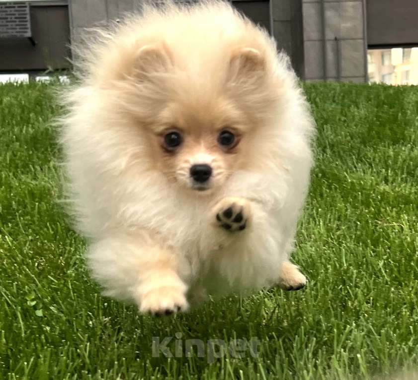 Собаки в Рязани: Щенок шпица Мальчик, 25 000 руб. - фото 2