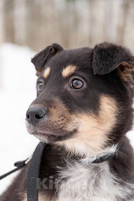 Собаки в Ногинске: Щенок с красивым именем Марсель ищет дом Мальчик, Бесплатно - фото 8