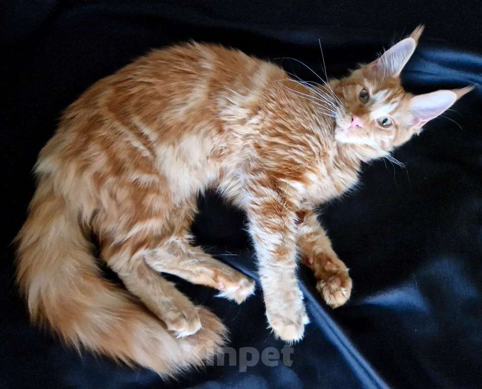 Кошки в Москве: Пресненские котята породы мейн-кун. Алиса Девочка, 30 000 руб. - фото 1