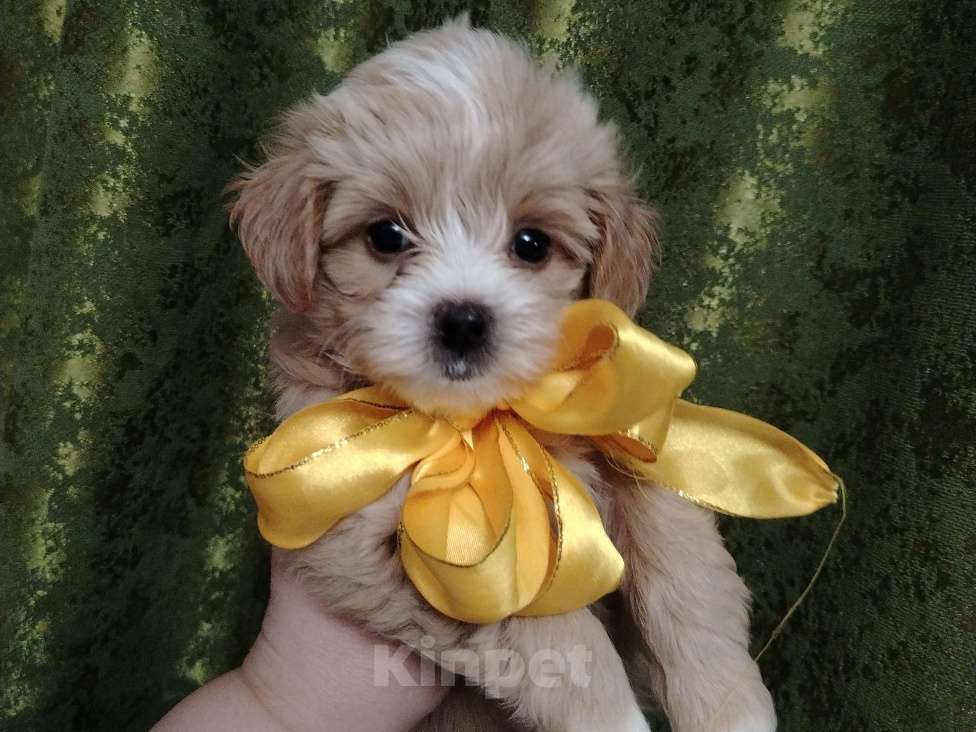 Собаки в Домодедово: Красатульки Девочка, 85 000 руб. - фото 1