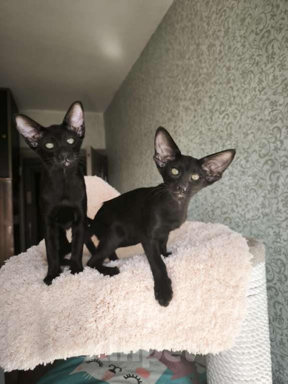 Кошки в Москве: Ориентальные котята в Москве. привитые Девочка, 70 000 руб. - фото 7