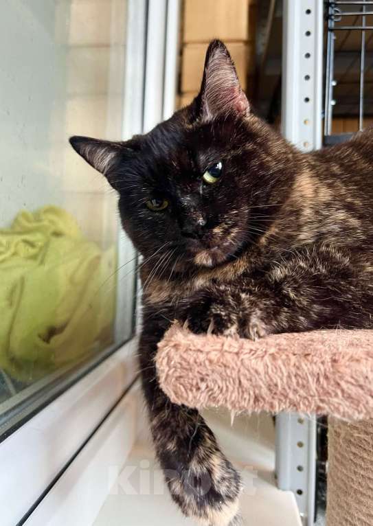 Кошки в Москве: Ласковая плюшевая кошечка Скарлет в добрые руки Девочка, Бесплатно - фото 3